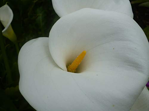 Seeds germination of seeds: arum lily - 50 seeds: zantedeschia aethiopica, calla, aro - 15 or 30 or 50 packs of seeds: Only Seeds