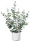 Leflos 60cm Eucalipto Artificial, Planta de eucalipto Artificial con 235 Hojas de dólar de Plata, Adecuado para la Mesa y la decoración de Interiores