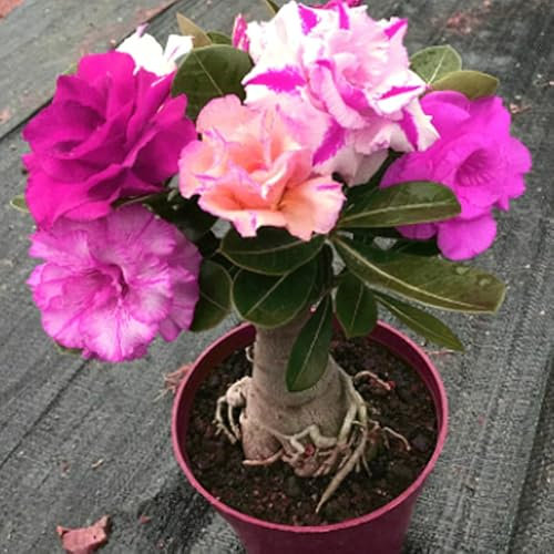 WüStenrose Pflanze Knolle,Desert rose plant,Winterhart,adenium pflanze,seltene pflanze,wüstenrose pflanze Winterhart mehrjäHrig,Einfache Fürsorge,wüstenrose bonsai.-1zwiebeln-A