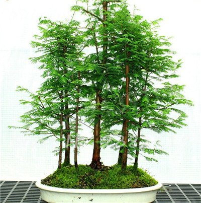 30 pc Sequoia rossa Semi Piante Sequoia sempervirens Bonsai albero in vaso per la casa e giardino fresche di Air giardino domestico di DIY 17