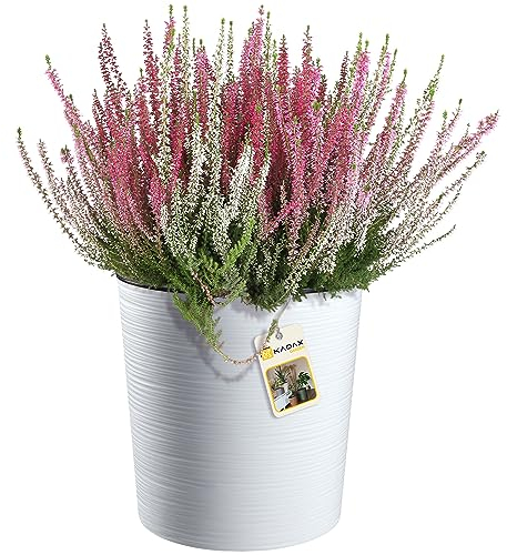 KADAX Blumentopf mit Holzspänen, eleganter Übertopf mit Einlage, Topf, Gartenschale, Blumenkübel, Blumentopfschutz für Wohnzimmer, Büro (⌀ 30cm, Weiß)