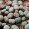 Haloppe 100 Unids Mezclar Lithops Flores Semillas de Plantas para la Plantación de Jardín en el Hogar, Mezcla Rara Semillas de Lithops Piedras Vivas Suculentas Cactus Semillas a Granel Saludables