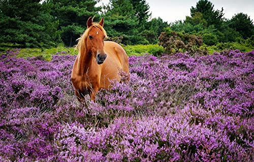 LHJOY Puzzle 3D Kinder 3D Puzzle 1000 Teile Pferd 75X50Cm