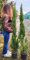 POWERS TO FLOWERS - CIPRESSO A PIRAMIDE DA VIALE, CIPRESSO TOSCANO, VASO 20CM DIAMETRO, ALTEZZA MINIMA 150cm, 2 PIANTE, piante vere