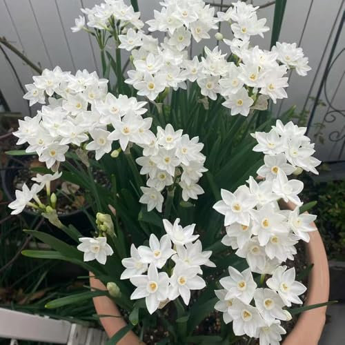 2 pcs narzissen blumen zwiebeln balkon deko osterglocken, bodendecker frühlingsblumen pflanzen garten balkonblumen, pflanzen winterhart draußen, gartenpflanzen winterhart, winterharte