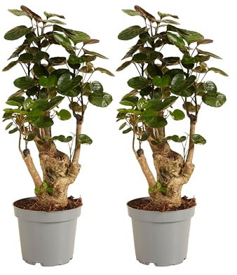 Bloomique - Set di 2 - Polyscias Fabian - Aralia - Piante d'appartamento - Purificante dell'aria - Adatto agli animali - Facile da mantenere - Altezza 30-40 cm - Vaso 12 cm