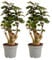 Bloomique - Set di 2 - Polyscias Fabian - Aralia - Piante d'appartamento - Purificante dell'aria - Adatto agli animali - Facile da mantenere - Altezza 30-40 cm - Vaso 12 cm