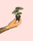 Alocasia Silver Dragon | Mini Plantas Naturales Interior | Pur Plant
