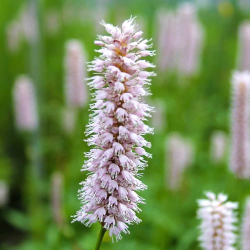 Persicaria Amphibia - UK Native Pond Plant with Pink Bottle-Brush Flowers, Floating Leaves for Shelter & Shade, Perfect for Wildlife, 1x 9cm Pot by Thompson & Morgan