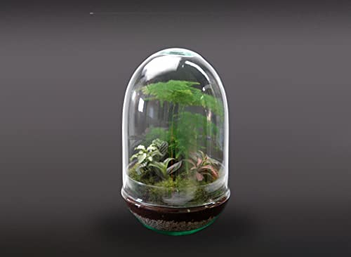 Garden Center shop by VM TERRARIO Planta Natural Micro Habitat Cristal Jungle GRUPE 30X17CM CM NANOGARDEN ECOSISTEMA Jardin EN Miniatura