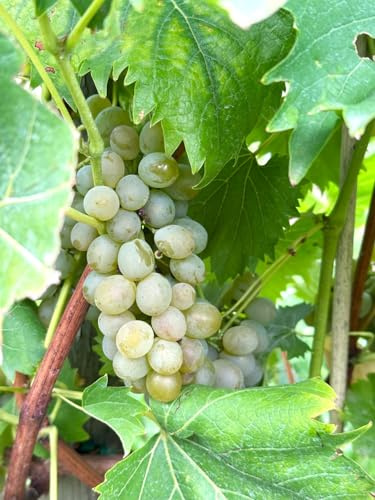 Garantos – robuste Bio-Tafeltraube mit aromatischen gelben Beeren | frühreifend & pilzfest | EG-ÖKO 2018/848 | Rebschule Vitiserve | für Pergolen & Gärten | frosthart & dekorativ