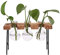 Hydroponic Glasvase, Hydroponische Vase, Desktop Plant Terrarium Glas, Mit Holzregal, für Hydrokulturen, Pflanzen, Luftpflanzen, Terrarium, Heimbüro, Gartendekoration, 3 Blumenvase