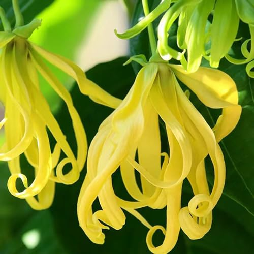 100 Pcs Ylang Ylang Samen, Parfümbaum, Kletterpflanzen Winterhart Schnellwachsend (Cananga Odorata) Exotische Pflanzen Balkongarten, Bonzai Bäume Garten Geschenk, Garten Hochbeet Dachbegrünung