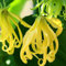 100 Pcs Ylang Ylang Samen, Parfümbaum, Kletterpflanzen Winterhart Schnellwachsend (Cananga Odorata) Exotische Pflanzen Balkongarten, Bonzai Bäume Garten Geschenk, Garten Hochbeet Dachbegrünung