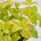 1000 pcs zitronenmelisse samen mehrjährig, kräuterbeet indoor, bio samen zitronenmelisse pflanze - Melissa officinalis - küchenkräuter, hochbeet balkon exotische pflanzen samen, pflanzen
