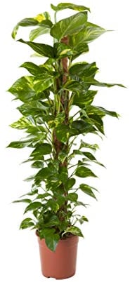 Dehner Efeutute, an Moosstab gebunden, ca. 160-170 cm, Ø Topf 27 cm, Zimmerpflanze