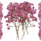Trockenblumen zum Basteln Getrocknete Schleierkraut - 10 Stück Gepresste Baby’s Breath Deko Blumen Rosa für DIY, Kerzen, Harz, Schmuck, Nagelkunst & Deko Hochzeitsgeschenk