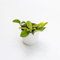 Pianta vera di Hoya carnosa Compacta - Diametro Vaso Ø 9 cm