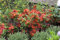 Rhododendron lut. 'Parkfeuer' Sommergrüne Azalee 40-60cm im Topf gewachsen