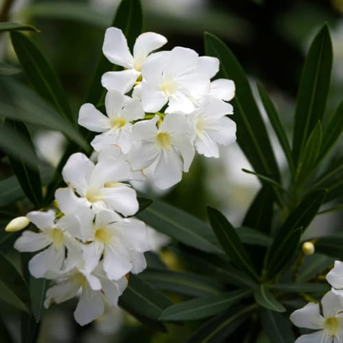 oleandersamen, winterhart blühend, gartenblumen oleander, kaufen zimmerbonsai topfpflanzen draußen winterhart minigarten 30pcs