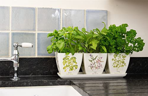 Iona Buchanan Lot de 3 pots à herbes jardinière avec plateau Emballage cadeau