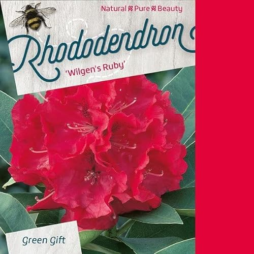 Rhododendron 'Willow's Ruby' 40-50 cm pot | Arbuste persistant, fleurs rouge rubis, parfait massif & sous-bois