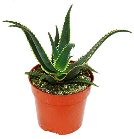 Exotenherz - Aloe aculeata Jurassic Dragon - gezahnte Aloe - 10,5cm Topf - sukkulente Zimmerpflanze
