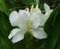 Semi di piante 100pcs MIRTILLO AMERICANO:Seeds Only