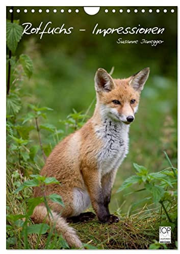Rotfuchs - Impressionen (Wandkalender 2025 DIN A4 hoch), CALVENDO Monatskalender: Bilder aus dem Leben der Füchse. (CALVENDO Tiere)