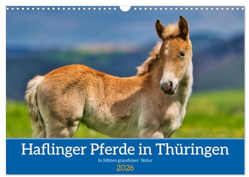 Haflinger Pferde in Thüringen (Wandkalender 2026 DIN A3 quer), CALVENDO Monatskalender: Die schönsten Pferde in grandioser Thüringer Natur (CALVENDO Tiere)