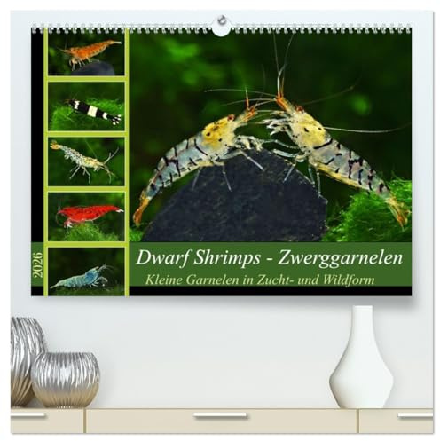 Dwarf Shrimps - Zwerggarnelen (hochwertiger Premium Wandkalender 2026 DIN A2 quer), Kunstdruck in Hochglanz: Kleine Garnelen in Zucht- und Wildform (CALVENDO Tiere)