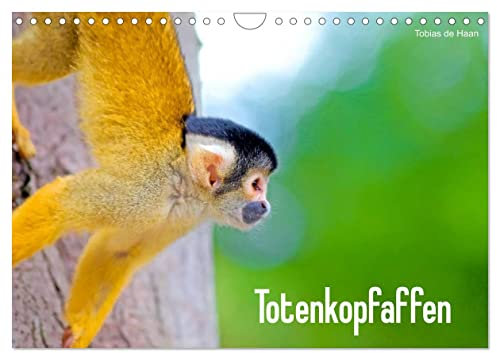 Totenkopfaffen (Wandkalender 2025 DIN A4 quer), CALVENDO Monatskalender
