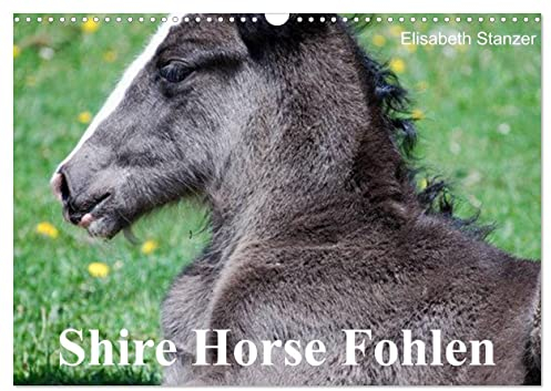 Shire Horse Fohlen (Wandkalender 2025 DIN A3 quer), CALVENDO Monatskalender