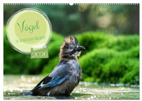 Vögel in heimischen Wäldern (Wandkalender 2026 DIN A2 quer), CALVENDO Monatskalender: In unseren heimischen Wäldern gibt es zahlreiche Vogelarten, von ... hier fotografiert wurden.. (CALVENDO Tiere)