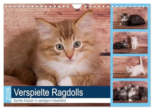 Verspielte Ragdolls - Sanfte Katzen in seidigem Haarkleid (Wandkalender 2026 DIN A4 quer), CALVENDO Monatskalender: Gesellige, neugierige kleine Rassekatzen (CALVENDO Tiere)