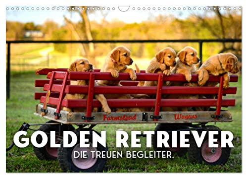 Golden Retriever - Die treuen Begleiter. (Wandkalender 2026 DIN A3 quer), CALVENDO Monatskalender: So freundlich und kuschelig. (CALVENDO Tiere)