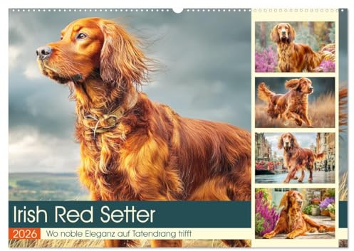 Irish Red Setter. Wo noble Eleganz auf Tatendrang trifft (Wandkalender 2026 DIN A2 quer), CALVENDO Monatskalender: Ein Charakterhund mit Herz und Anmut in schönen Bildern (CALVENDO Tiere)