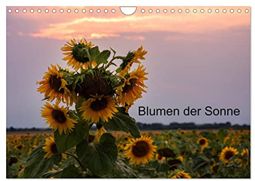 Blumen der Sonne (Wandkalender 2026 DIN A4 quer), CALVENDO Monatskalender: Sonnenblumen in verschieden Lichtverhältnissen (CALVENDO Orte)