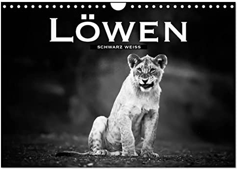 Löwen schwarz weiß (Wandkalender 2026 DIN A4 quer), CALVENDO Monatskalender: Faszinierende Bilder dieser eindrucksvollen Raubtiere in schwarz weiß (CALVENDO Tiere)