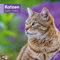 Katzen Broschürenkalender 2026 - 30x30 - Art12 | Niedlicher Tier-Kalender im schlanken Hochformat (aufgeklappt 30x60 cm) | mit Eintrage-Kalendarium