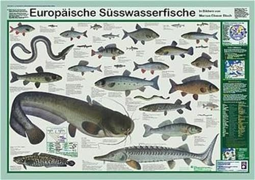 Planet Poster Editions Europäische Süsswasserfische Poster, deutsch DIN A1