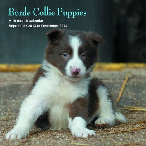 Border Collie Puppies 2014 Wall Calendar