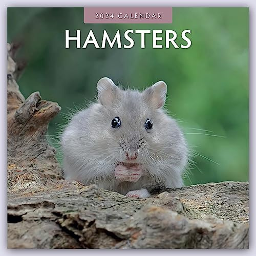 Hamsters – Hamster 2024 - 16-Monatskalender: Original Red Robin Publishing Ltd-Kalender [Mehrsprachig] [Kalender] (Wall-Kalender)