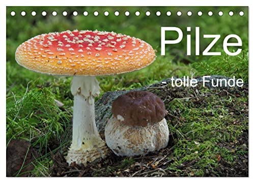 Pilze - tolle Funde (Tischkalender 2026 DIN A5 quer), CALVENDO Monatskalender: Ein Kaleidoskop außergewöhnlicher Pilzfunde. (CALVENDO Natur)