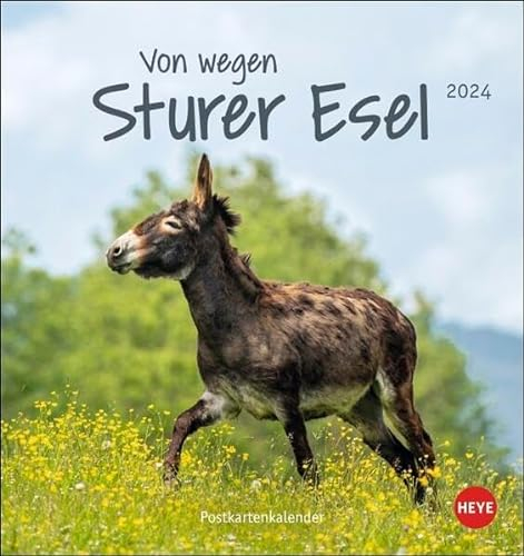 Esel - Von wegen sturer Esel Postkartenkalender 2024. Kleiner Kalender zum Aufstellen und Aufhängen im Postkartenformat. Monats-Tischkalender für Tierfreunde.: Von wegen sturer Esel
