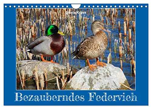 Bezauberndes Federvieh (Wandkalender 2026 DIN A4 quer), CALVENDO Monatskalender: Gänse, Enten und Schwäne in Ihrem Element (CALVENDO Tiere)