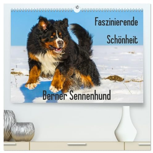 Faszinierende Schönheit Berner Sennenhund (hochwertiger Premium Wandkalender 2026 DIN A2 quer), Kunstdruck in Hochglanz: Stark wie ein Bär, dabei ... den Berner Sennenhund (CALVENDO Tiere)