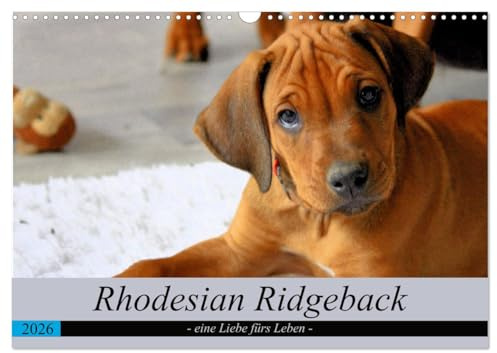 Rhodesian Ridgeback - eine Liebe fürs Leben (Wandkalender 2026 DIN A3 quer), CALVENDO Monatskalender: Entweder man liebt ihn oder man liebt ihn nicht. (CALVENDO Tiere)