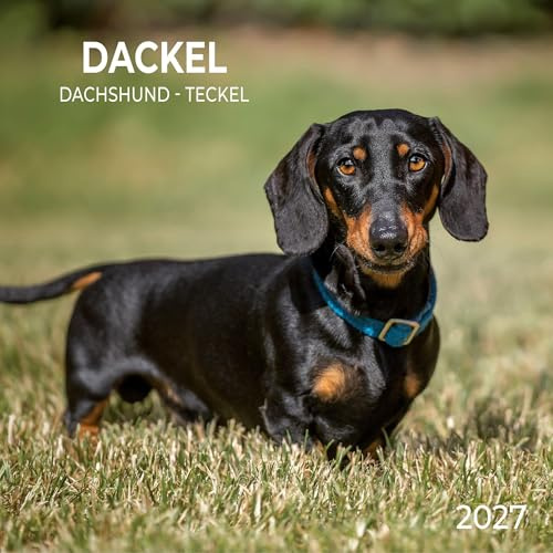 Dackel / Dachshund 2027: Kalender 2027 (Artwork Edition)