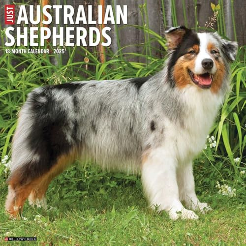 Australian Shepherds 2026 12 X 12 Wall Calendar